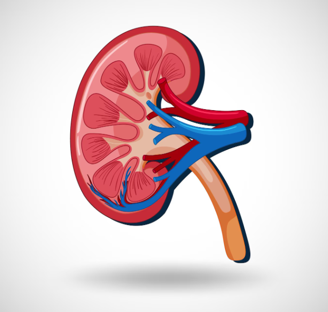Kidney Treatments